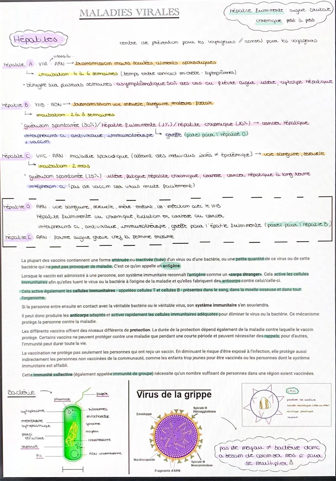 Hepatites
جا
hepable A VHA ARNbransmission maims saulkes, aliments sporadiques
↳ incubation 4 à 6 semaines (temps entre contact miouebe - sy