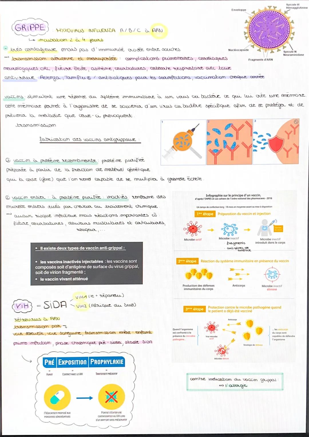 Hepatites
جا
hepable A VHA ARNbransmission maims saulkes, aliments sporadiques
↳ incubation 4 à 6 semaines (temps entre contact miouebe - sy