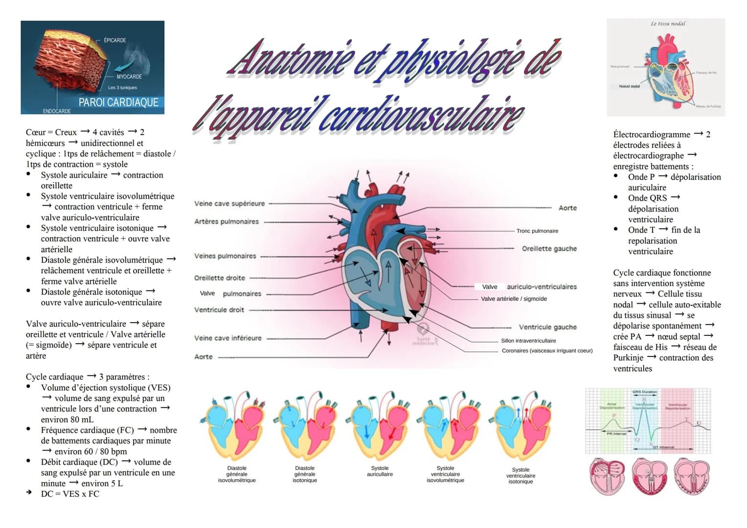 ENDOCARDE
ÉPICARDE
MYOCARDE
Les 3 tuniques
PAROI CARDIAQUE
Cœur Creux→ 4 cavités 2
hémicœurs
unidirectionnel et
cyclique: 1tps de relâchemen