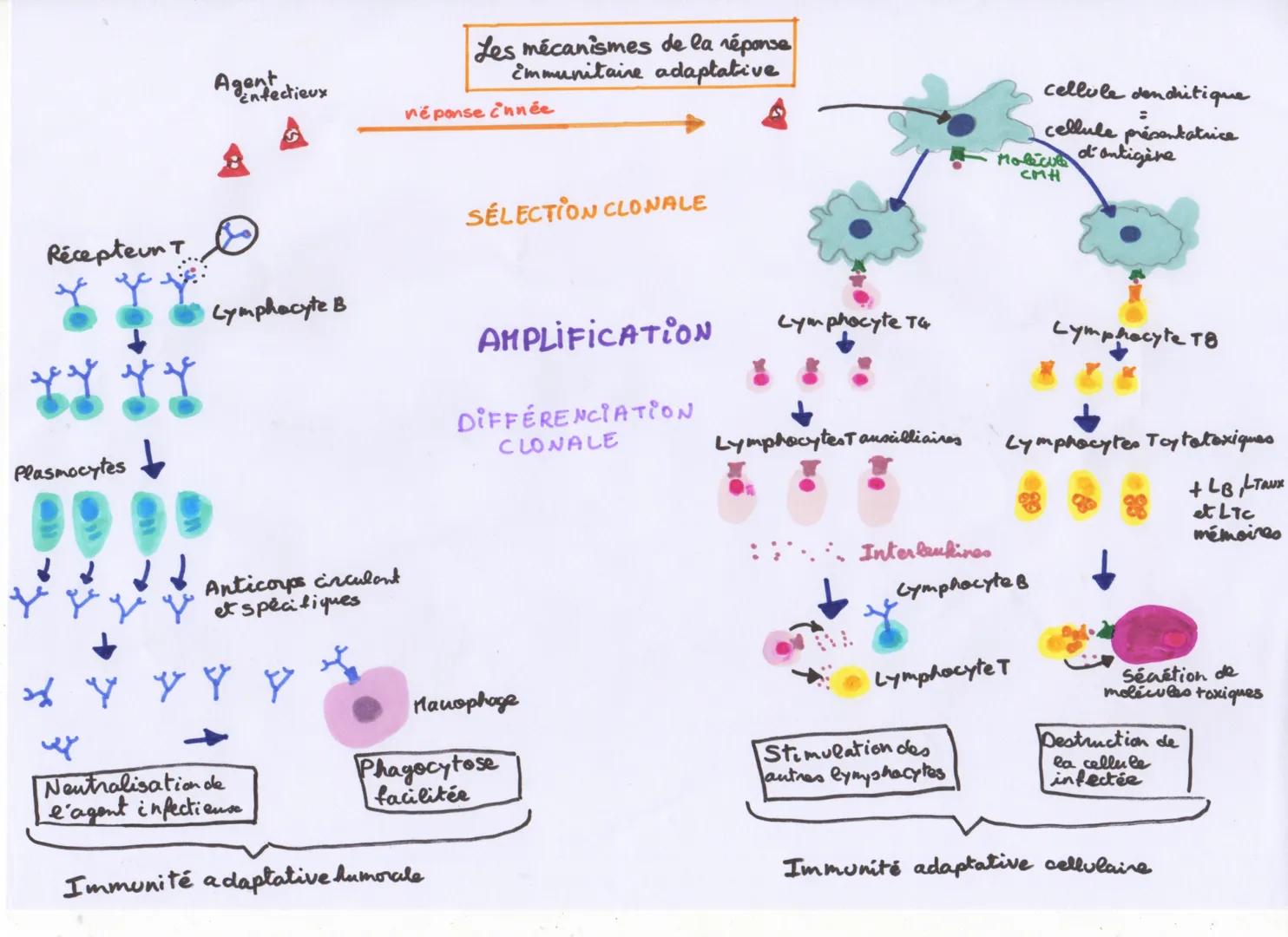 Les mécanismes de la réponse
Emmunitaire adaptative
Agentectieux
néponse innée
SÉLECTION CLONALE
Récepteun T
Lymphocyte B
cellule dendritiqu