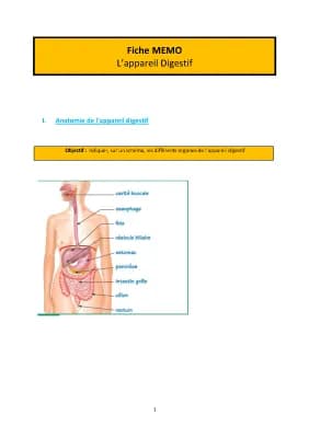 Know La digestion et l'absorption thumbnail