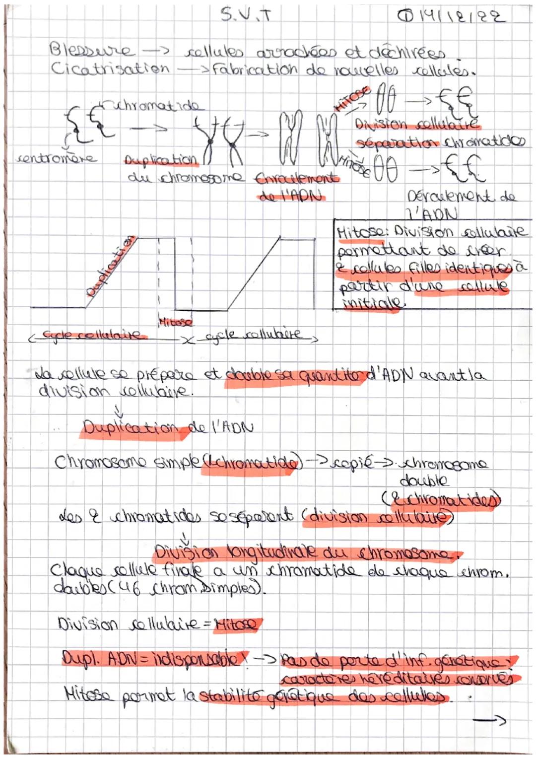 SVT
14/12/22
Blessure cellules arrachées et déchirées.
Cicatrisation Fabrication de nouvelles cellules.

chromatide


centromère
Duplication