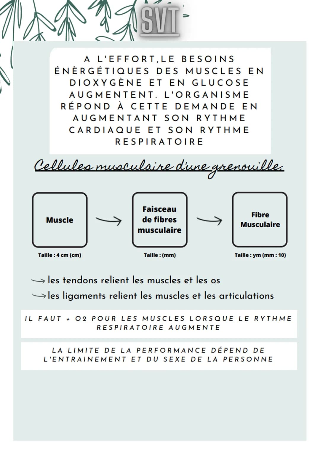 SVT-
A L'EFFORT, LE BESOINS
ÉNERGÉTIQUES DES MUSCLES EN
DIOXYGÈNE ET EN GLUCOSE
AUGMENTENT. L'ORGANISME
RÉPOND À CETTE DEMANDE EN
AUGMENTANT