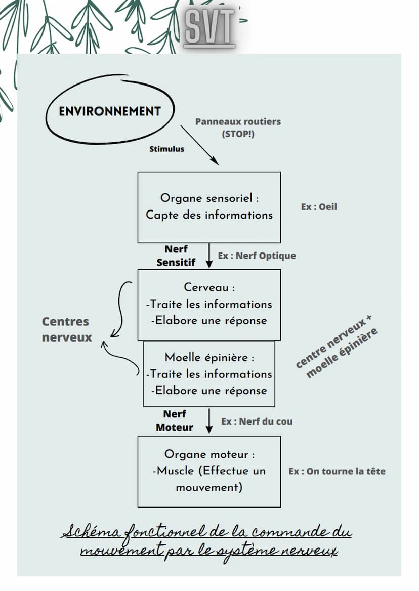 SVT-
A L'EFFORT, LE BESOINS
ÉNERGÉTIQUES DES MUSCLES EN
DIOXYGÈNE ET EN GLUCOSE
AUGMENTENT. L'ORGANISME
RÉPOND À CETTE DEMANDE EN
AUGMENTANT