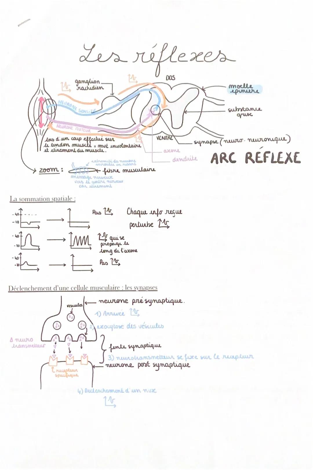A

# Les réflexes

* ganglion rachidien

* NEURONE SENSI

* NEURONE PROTEUA

lors d'un cap effectue sur
le tendon muscle = mut involontaire
