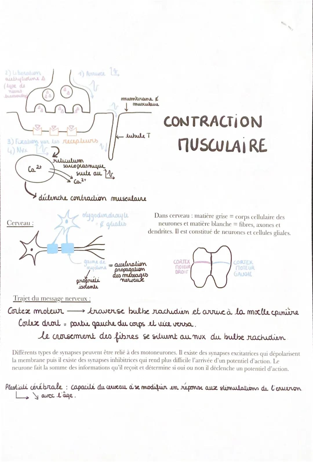 A

# Les réflexes

* ganglion rachidien

* NEURONE SENSI

* NEURONE PROTEUA

lors d'un cap effectue sur
le tendon muscle = mut involontaire
