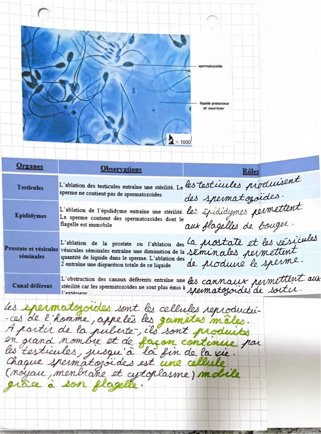 وه
سات سامسود ahaeil
صادراک اور سواح
danc
de l'ho
canaux
diferents
(spermiducte)
withe
gland
مد
ent
ہ
resicute
seminale
testicules
mostate
é