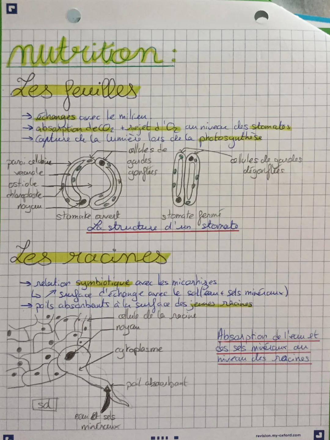 Lor
SVT
organisation
des plantes à
fleurs
adaptables
-Constitution de la plante:
.
• organes végetatifs acriens (tiges, feuilles)
•arganes v