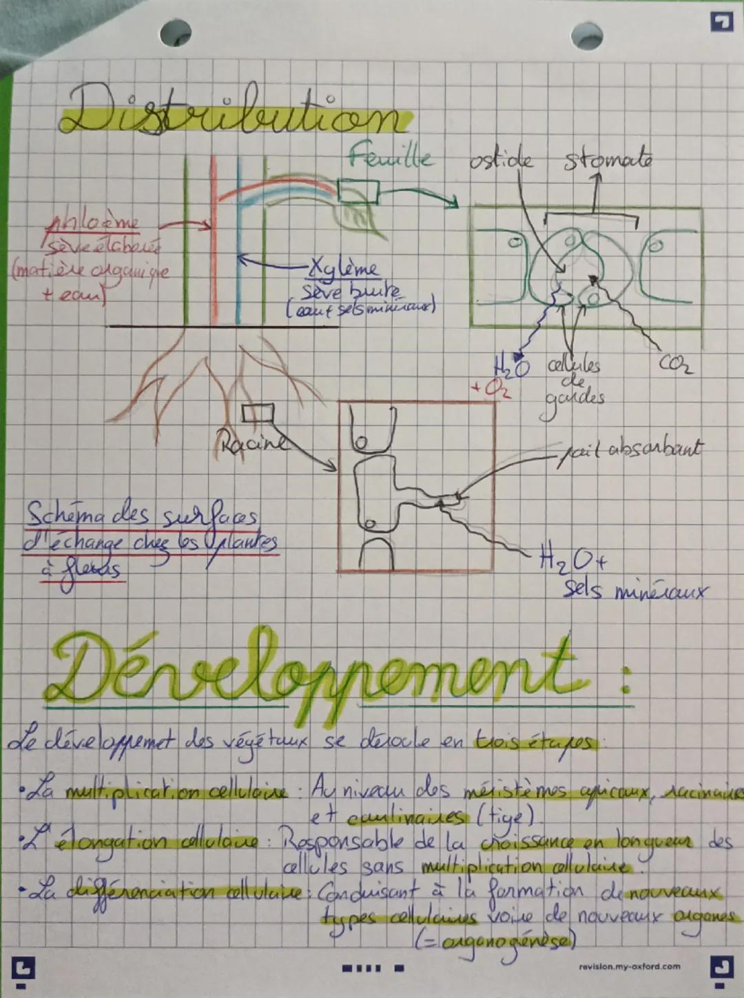 Lor
SVT
organisation
des plantes à
fleurs
adaptables
-Constitution de la plante:
.
• organes végetatifs acriens (tiges, feuilles)
•arganes v