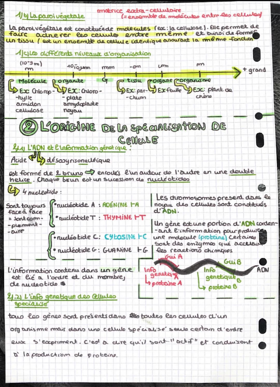1/b La paroi vegetale
La parol végétale est constituéede molecules reac: la cellulose). Elle permet de
faire
adne rer les cellule entre même