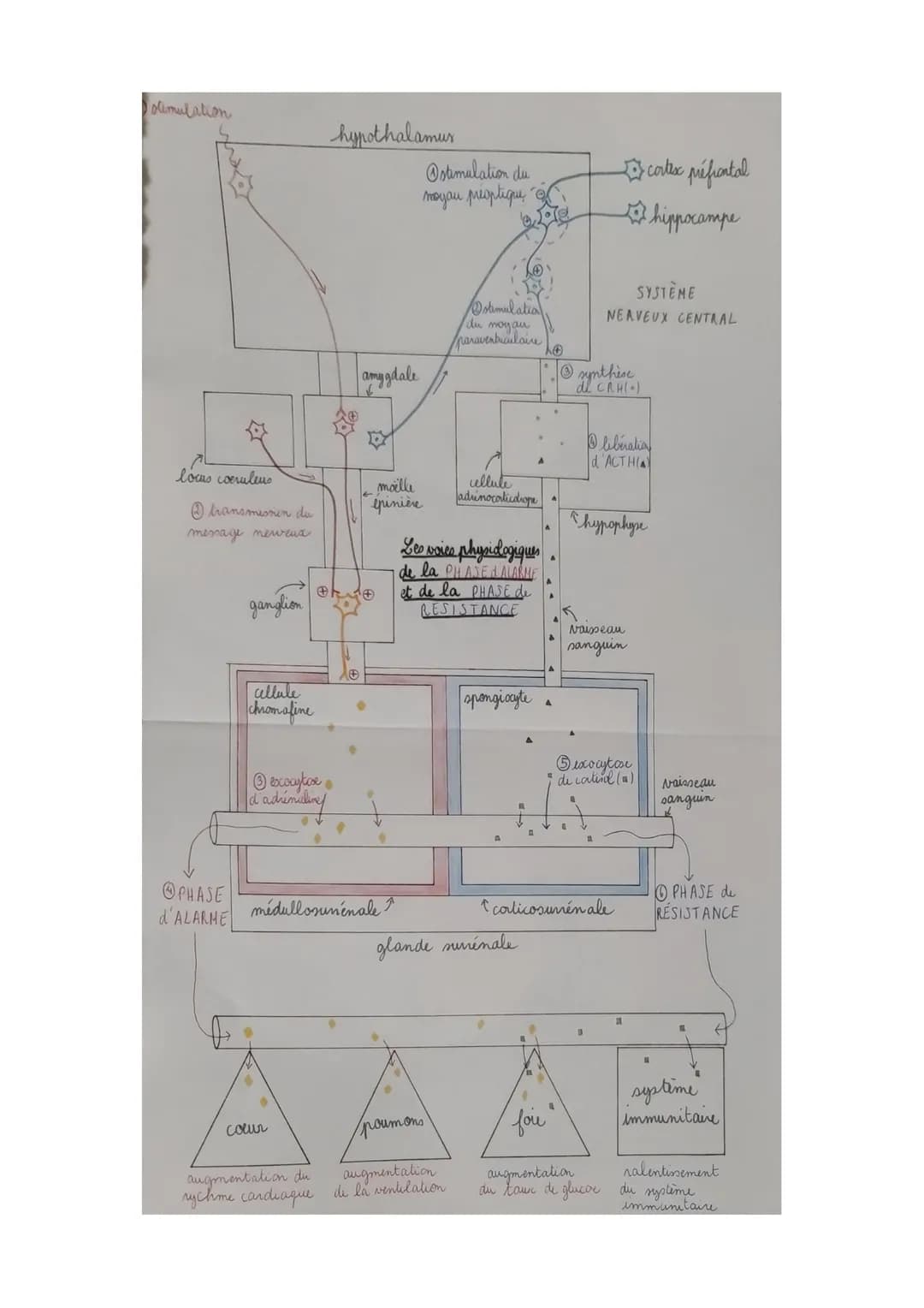 Chapitre 3: Comportement et Stress
I-Des perturbations de notre environnement peuvent introduire un état
de stress
Agents stresseurs = modif
