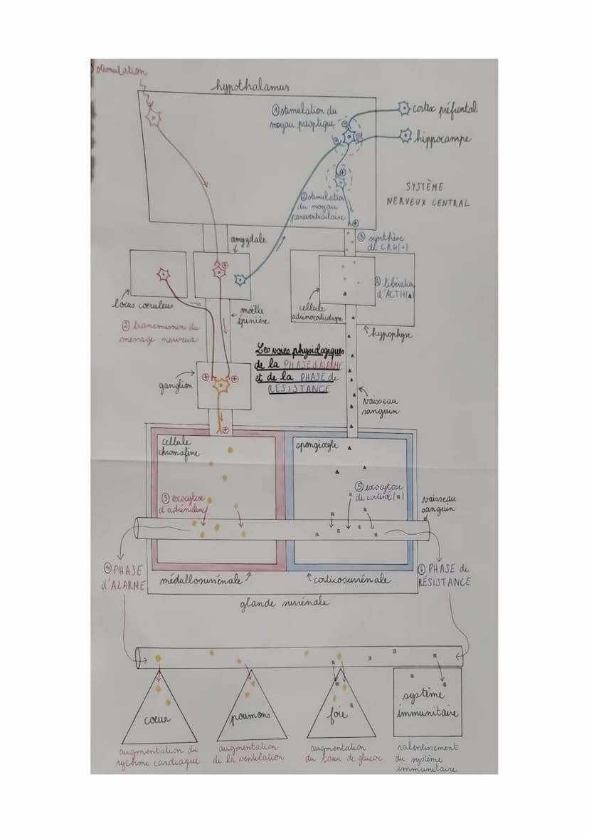 Chapitre 3: Comportement et Stress
I-Des perturbations de notre environnement peuvent introduire un état
de stress
Agents stresseurs = modif