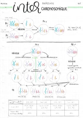 Know Schéma brassage inter-chromosomique thumbnail