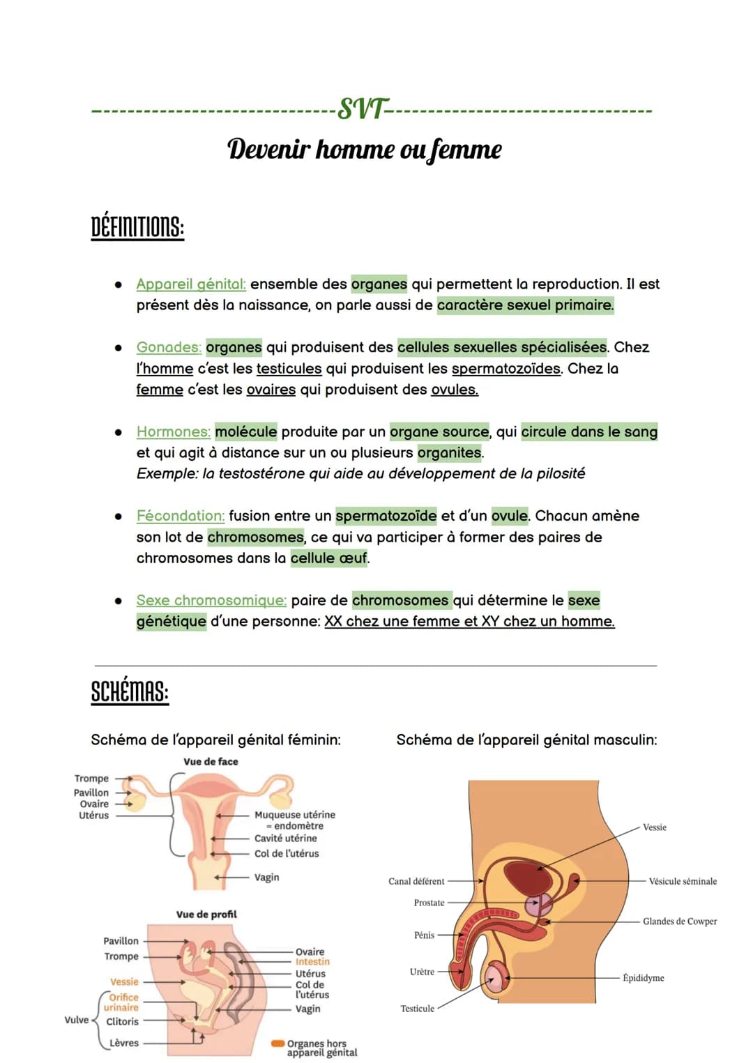 DÉFINITIONS:
-SVT--
Devenir homme ou femme
• Appareil génital: ensemble des organes qui permettent la reproduction. Il est
présent dès la na