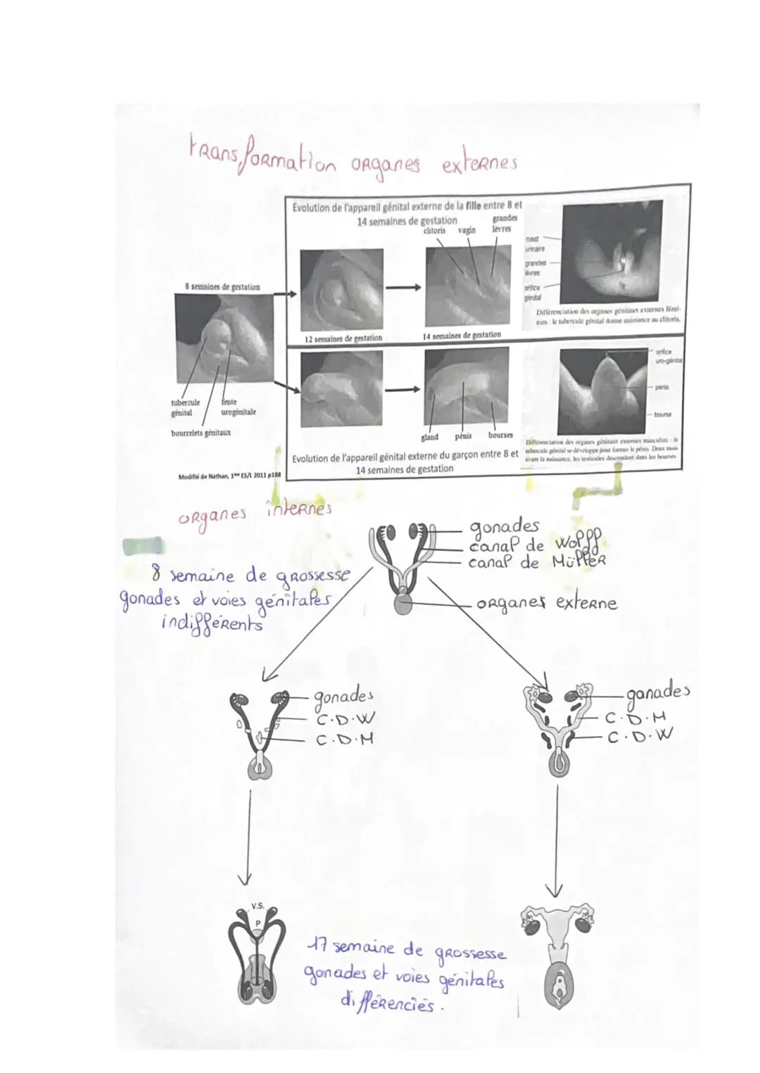 DÉFINITIONS:
-SVT--
Devenir homme ou femme
• Appareil génital: ensemble des organes qui permettent la reproduction. Il est
présent dès la na