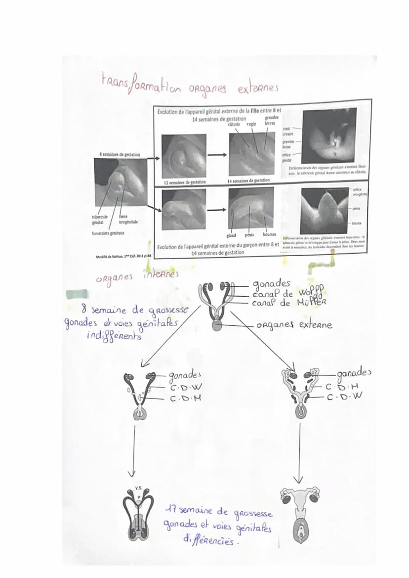 DÉFINITIONS:
-SVT--
Devenir homme ou femme
• Appareil génital: ensemble des organes qui permettent la reproduction. Il est
présent dès la na