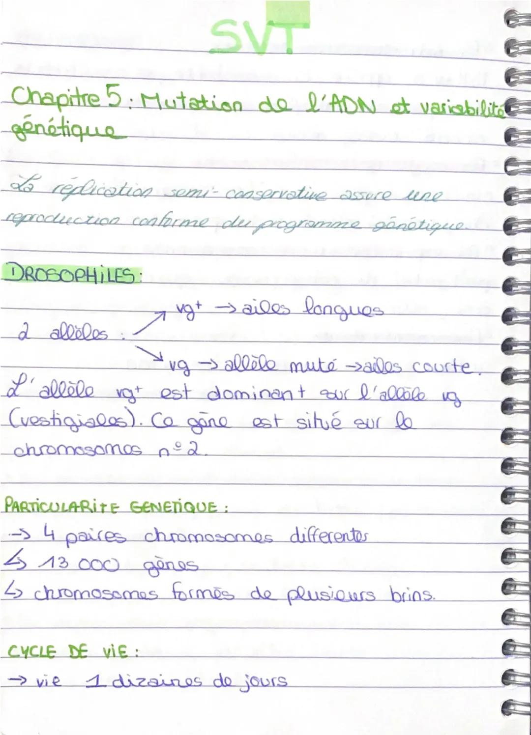 Mutations de l'ADN et Variabilité Génétique - Cours SVT Chapitre 5
