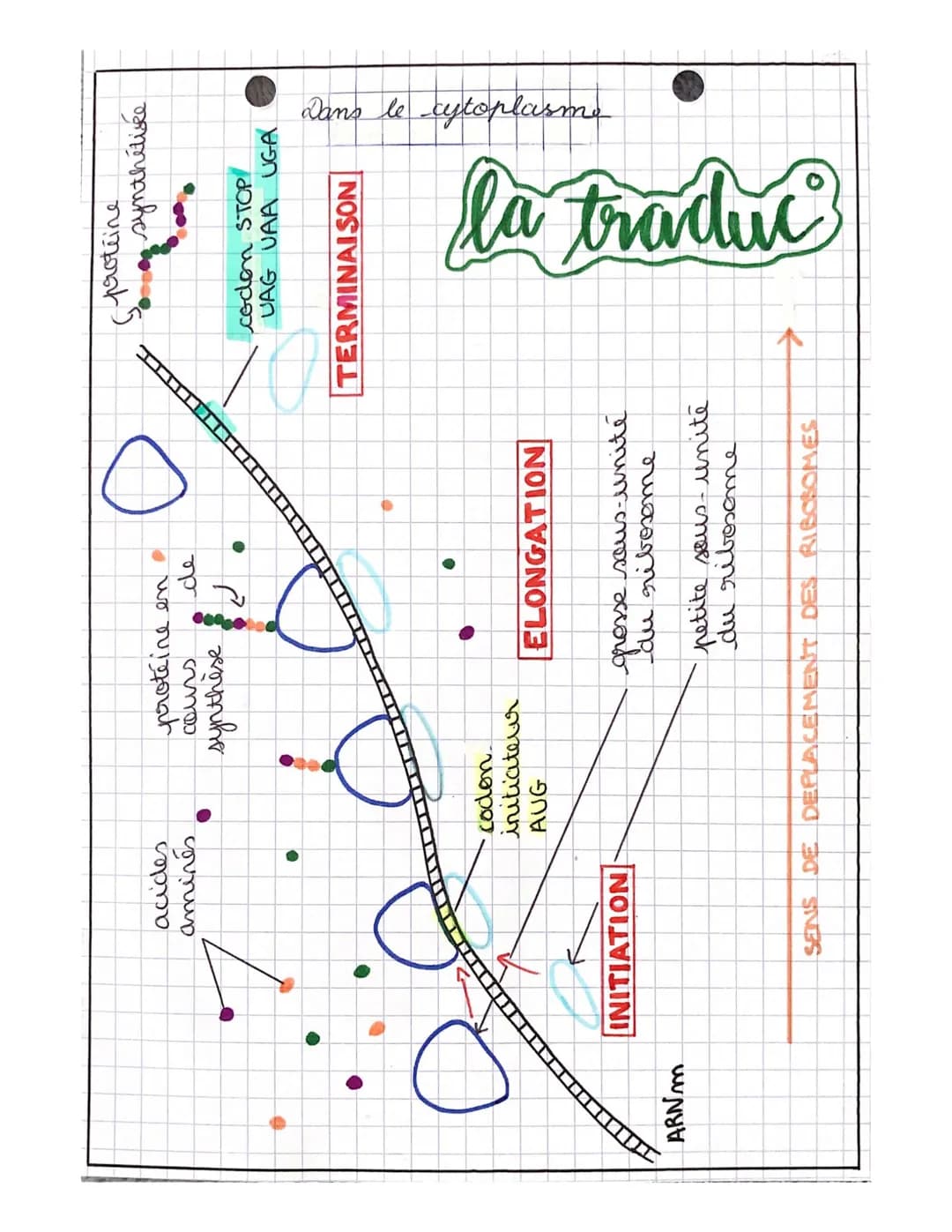 
<p>La synthèse des protéines est un processus complexe qui comporte plusieurs étapes importantes. Ces étapes comprennent la transcription, 