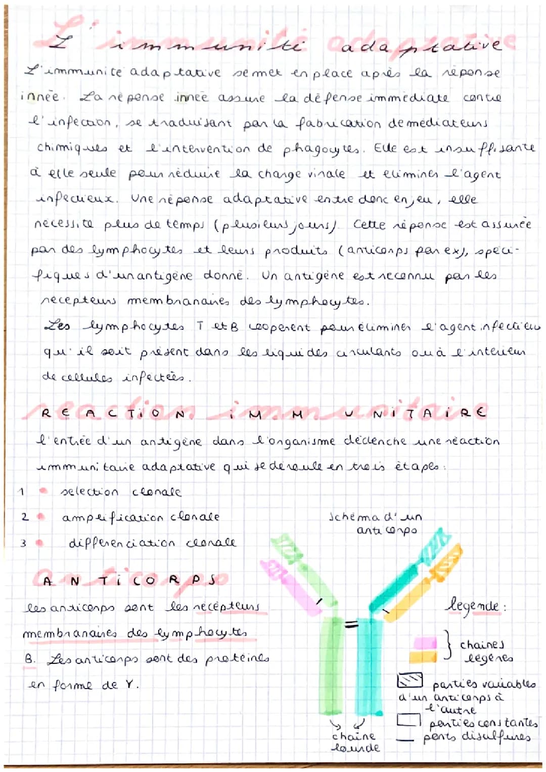L’immunité adaptative 