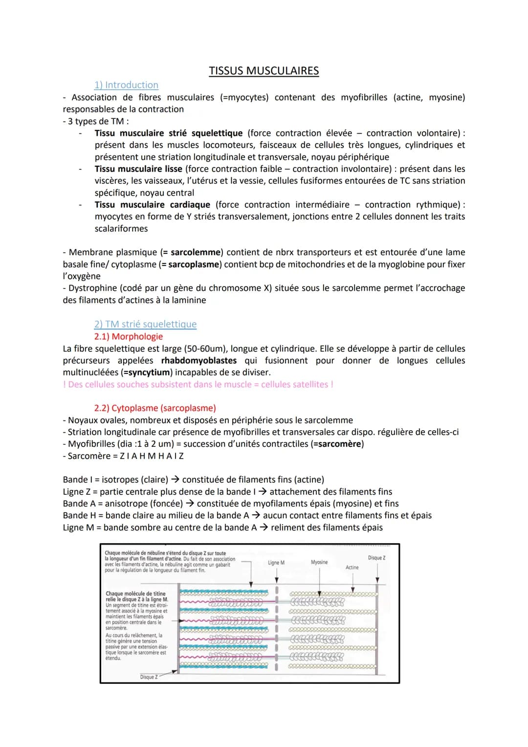 1) Introduction
- Association de fibres musculaires (=myocytes) contenant des myofibrilles (actine, myosine)
responsables de la contraction
