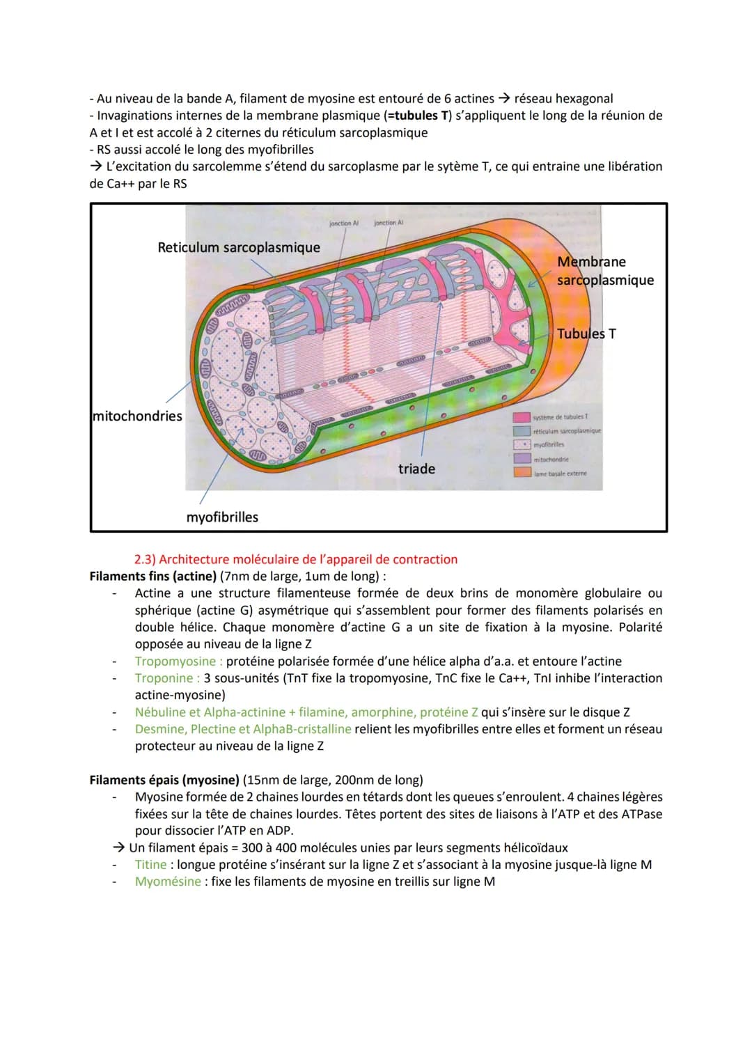 1) Introduction
- Association de fibres musculaires (=myocytes) contenant des myofibrilles (actine, myosine)
responsables de la contraction
