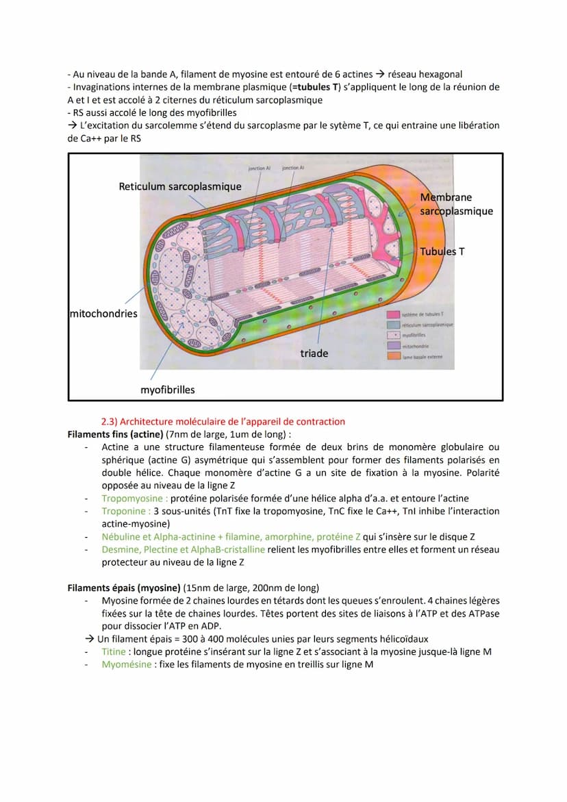 1) Introduction
- Association de fibres musculaires (=myocytes) contenant des myofibrilles (actine, myosine)
responsables de la contraction
