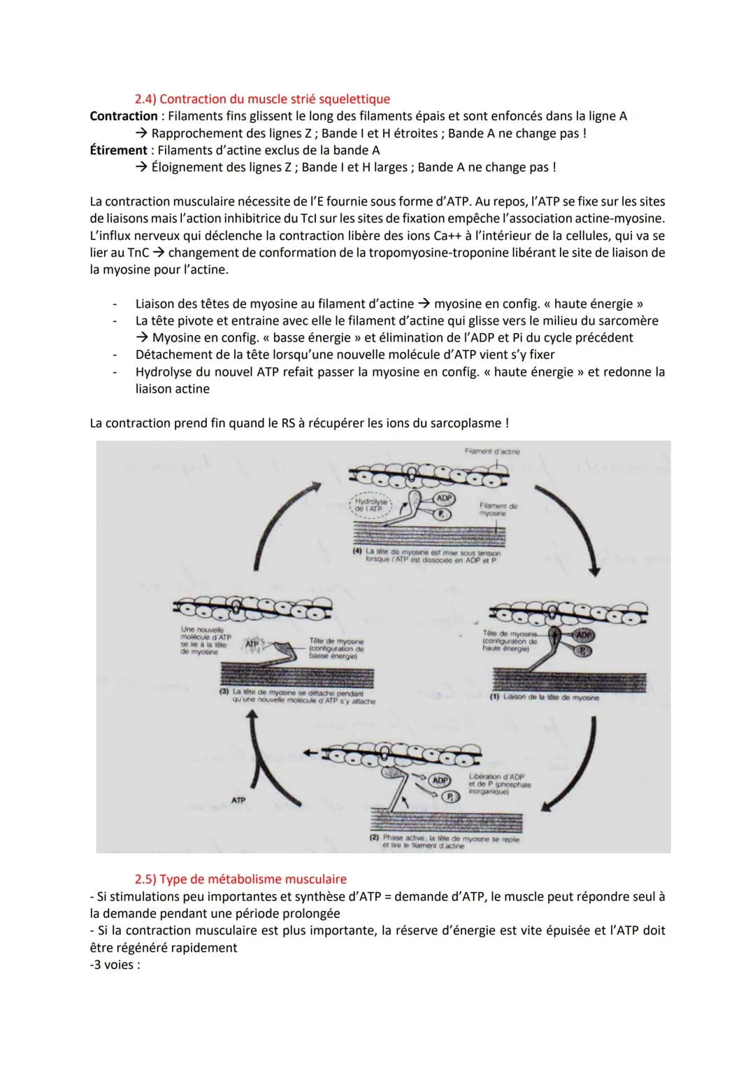 1) Introduction
- Association de fibres musculaires (=myocytes) contenant des myofibrilles (actine, myosine)
responsables de la contraction
