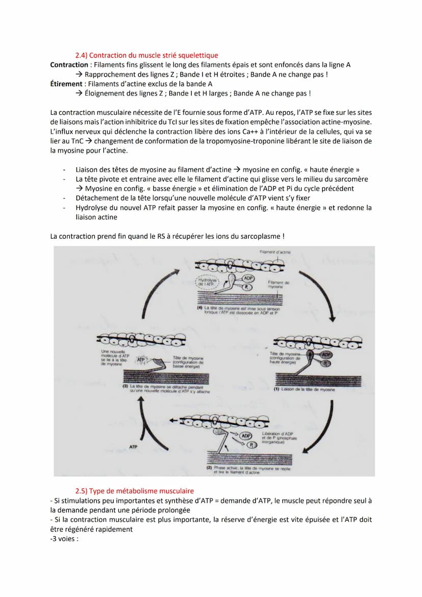 1) Introduction
- Association de fibres musculaires (=myocytes) contenant des myofibrilles (actine, myosine)
responsables de la contraction
