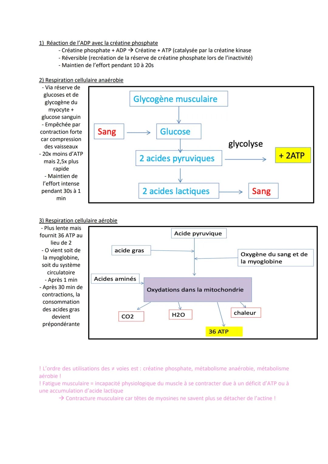 1) Introduction
- Association de fibres musculaires (=myocytes) contenant des myofibrilles (actine, myosine)
responsables de la contraction

