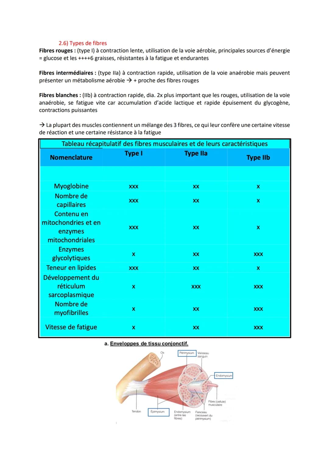 1) Introduction
- Association de fibres musculaires (=myocytes) contenant des myofibrilles (actine, myosine)
responsables de la contraction
