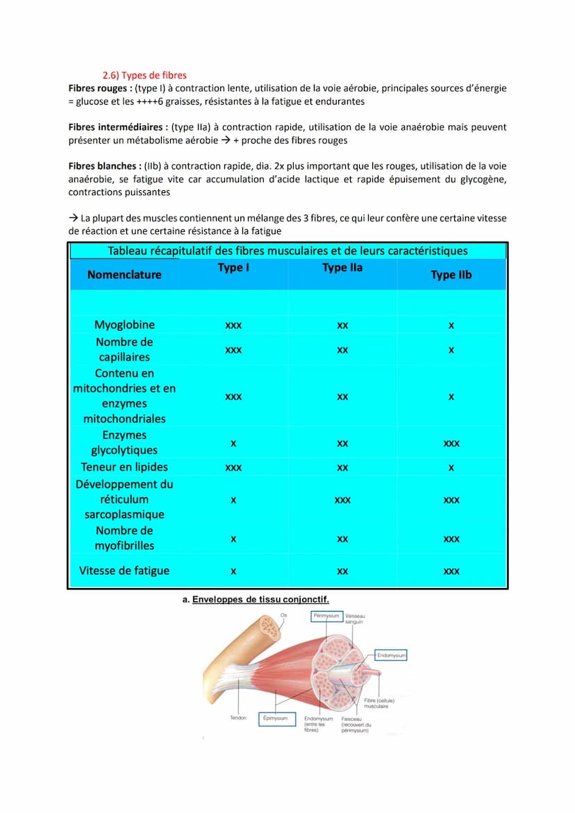 1) Introduction
- Association de fibres musculaires (=myocytes) contenant des myofibrilles (actine, myosine)
responsables de la contraction
