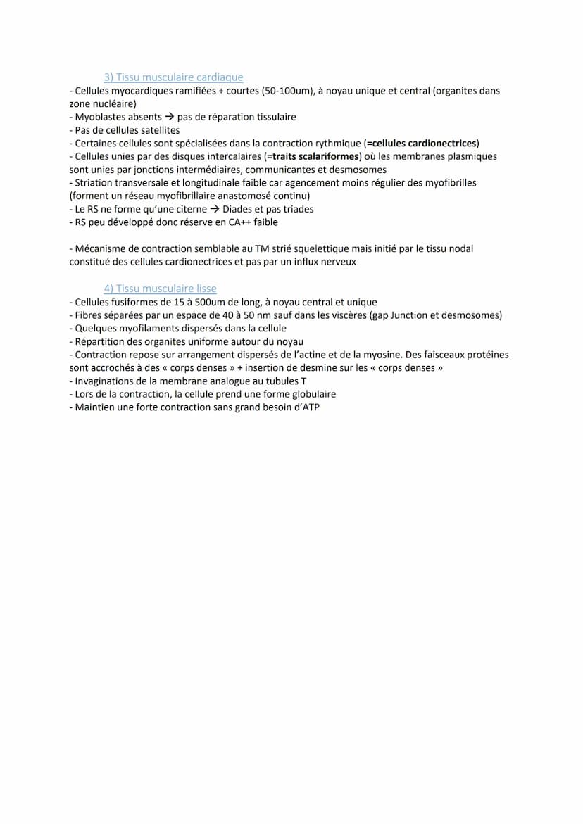1) Introduction
- Association de fibres musculaires (=myocytes) contenant des myofibrilles (actine, myosine)
responsables de la contraction
