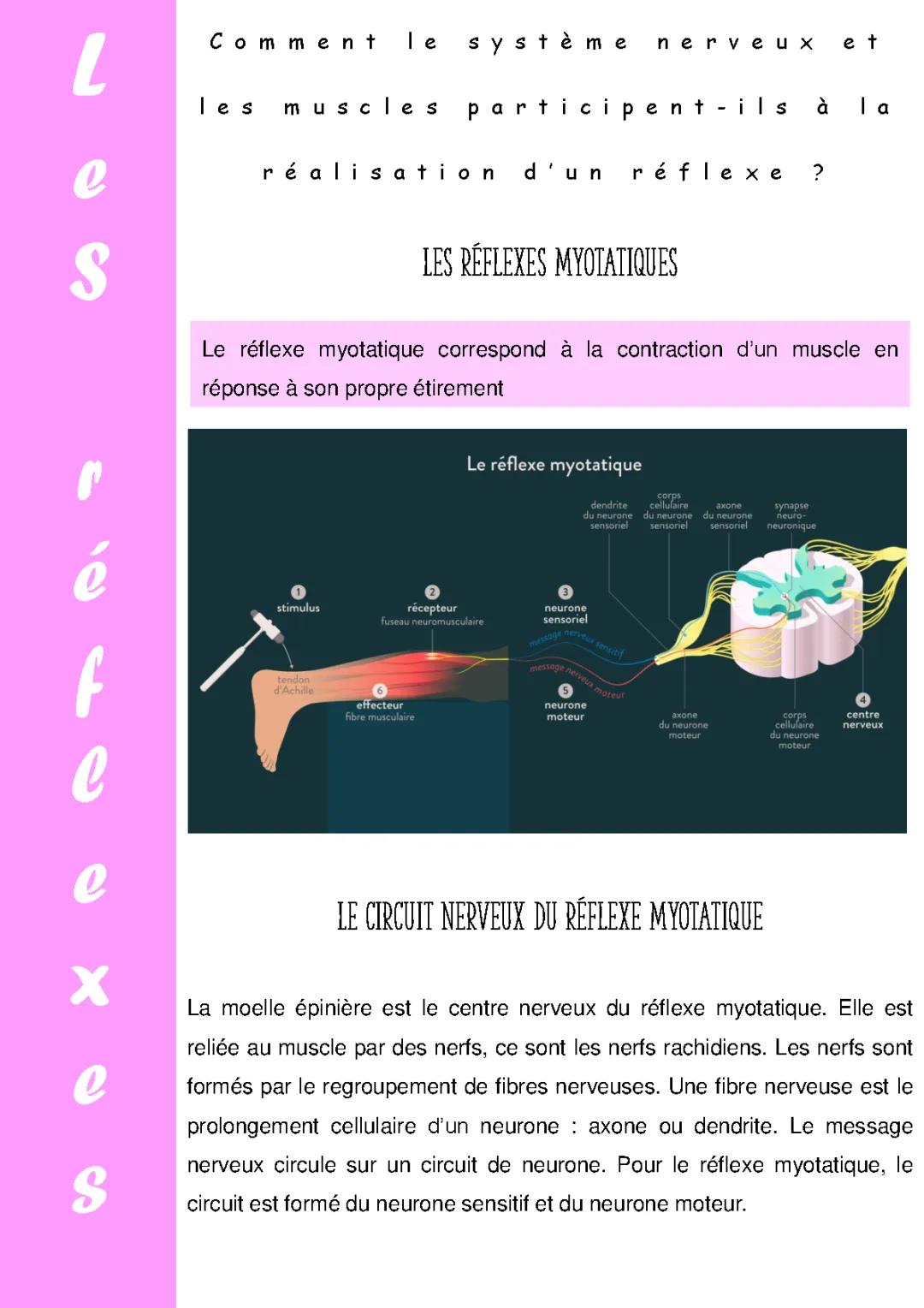 les réflexes 