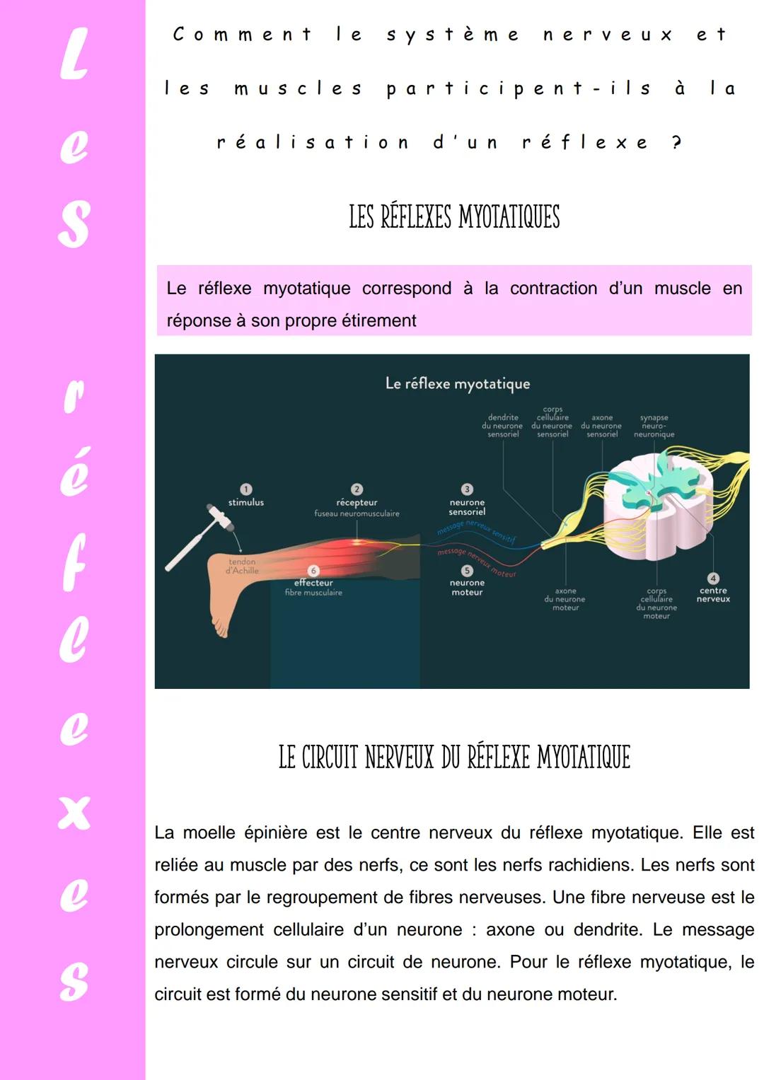 L
e
S
f
c
e
X
e
S
Comment le système nerveux et
les muscles participent ils à I a
réalisation d'un réflexe ?
Le réflexe myotatique correspon