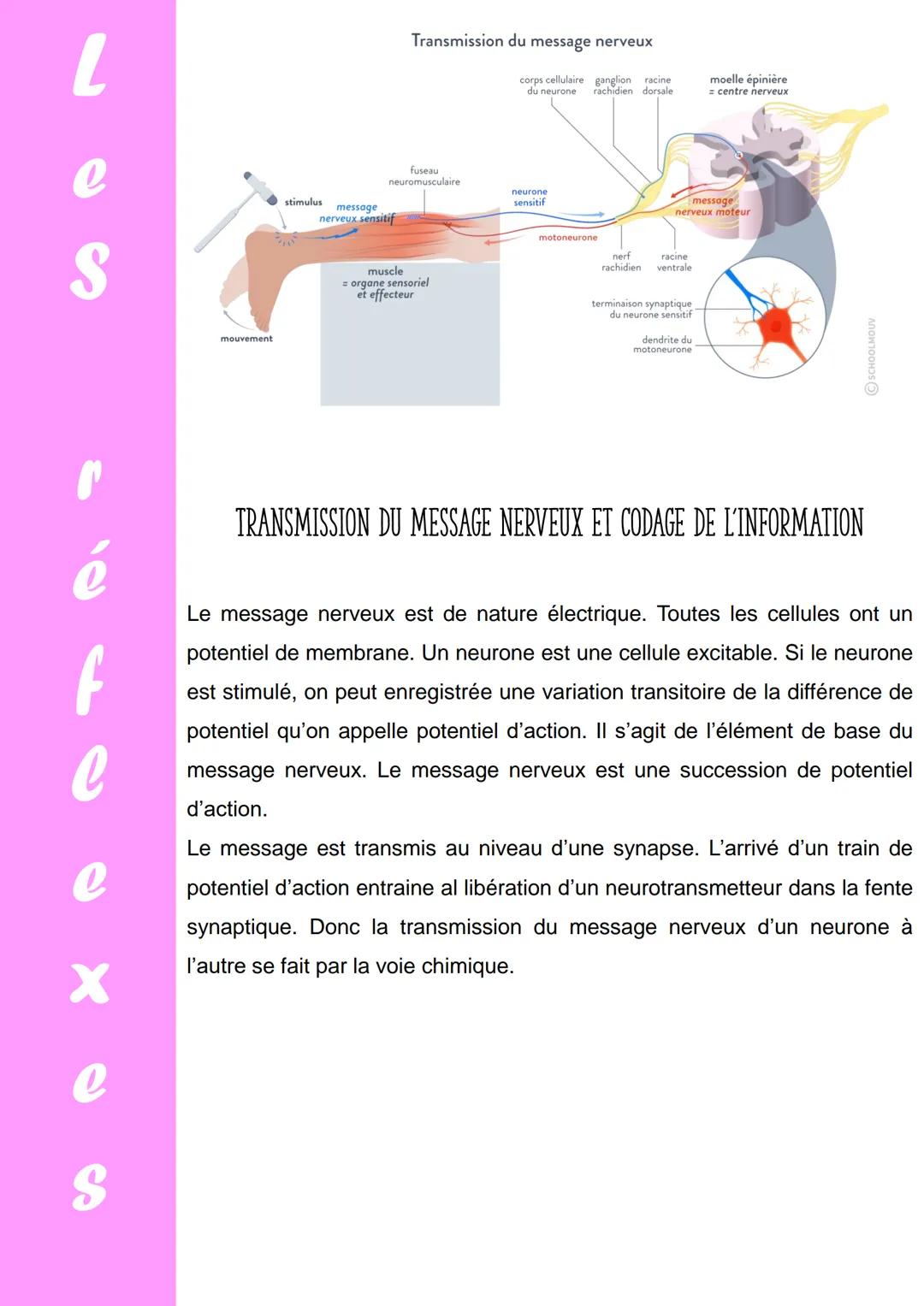 L
e
S
f
c
e
X
e
S
Comment le système nerveux et
les muscles participent ils à I a
réalisation d'un réflexe ?
Le réflexe myotatique correspon