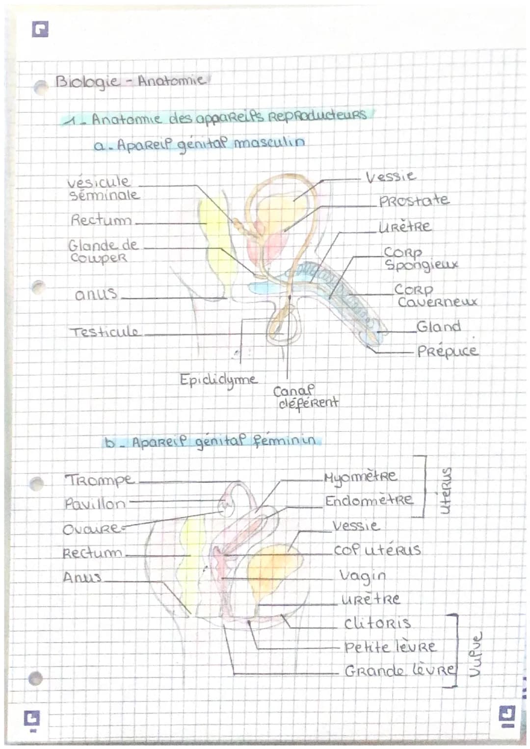 Biologie Anatomie

Anatomie des appareils Reproducteurs.

a. Apareil génital masculin

vesicule
séminale

Rectum

Glande de
Cowper

anus

Te