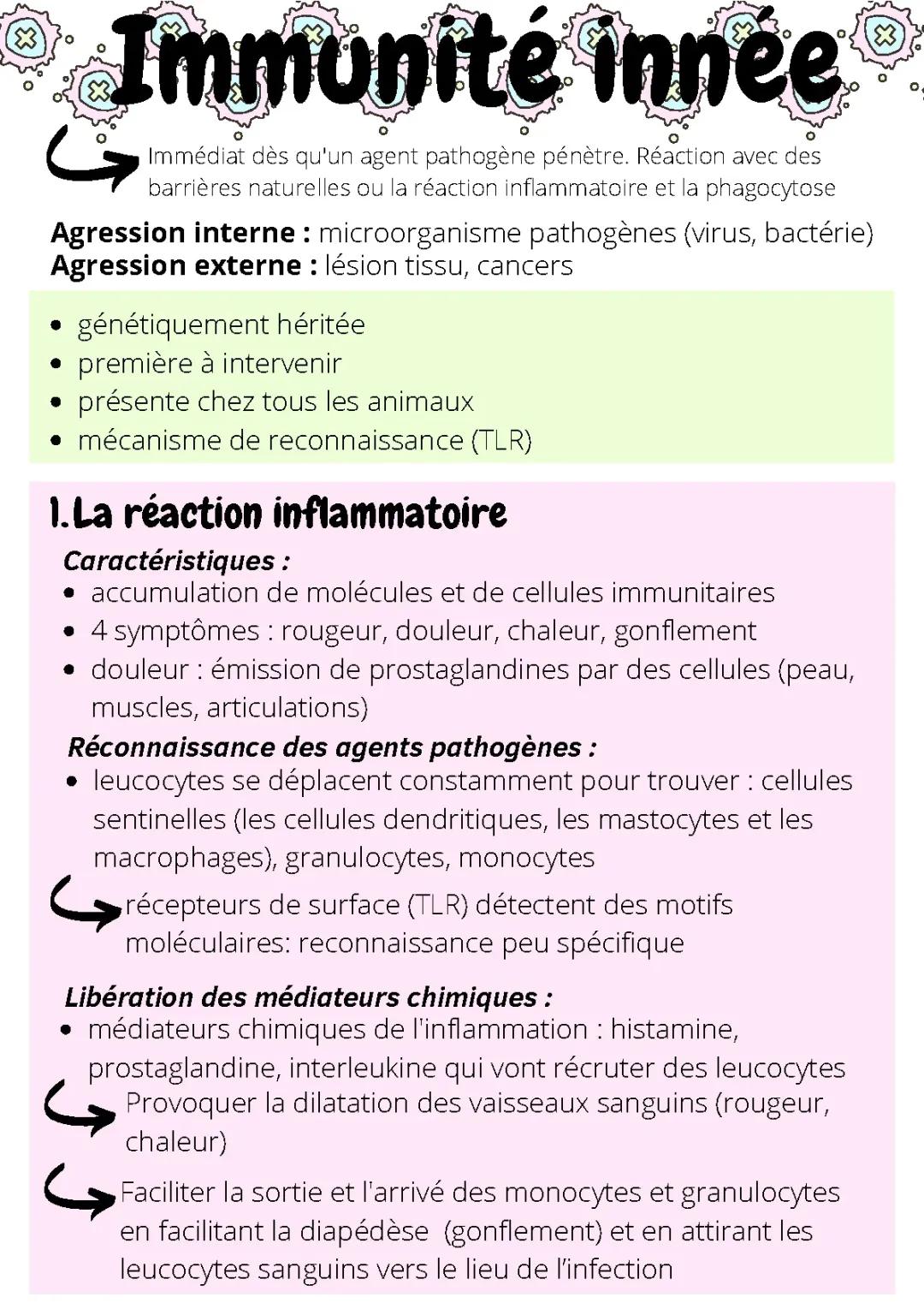 Découvre le Système Immunitaire et la Phagocytose pour les Jeunes