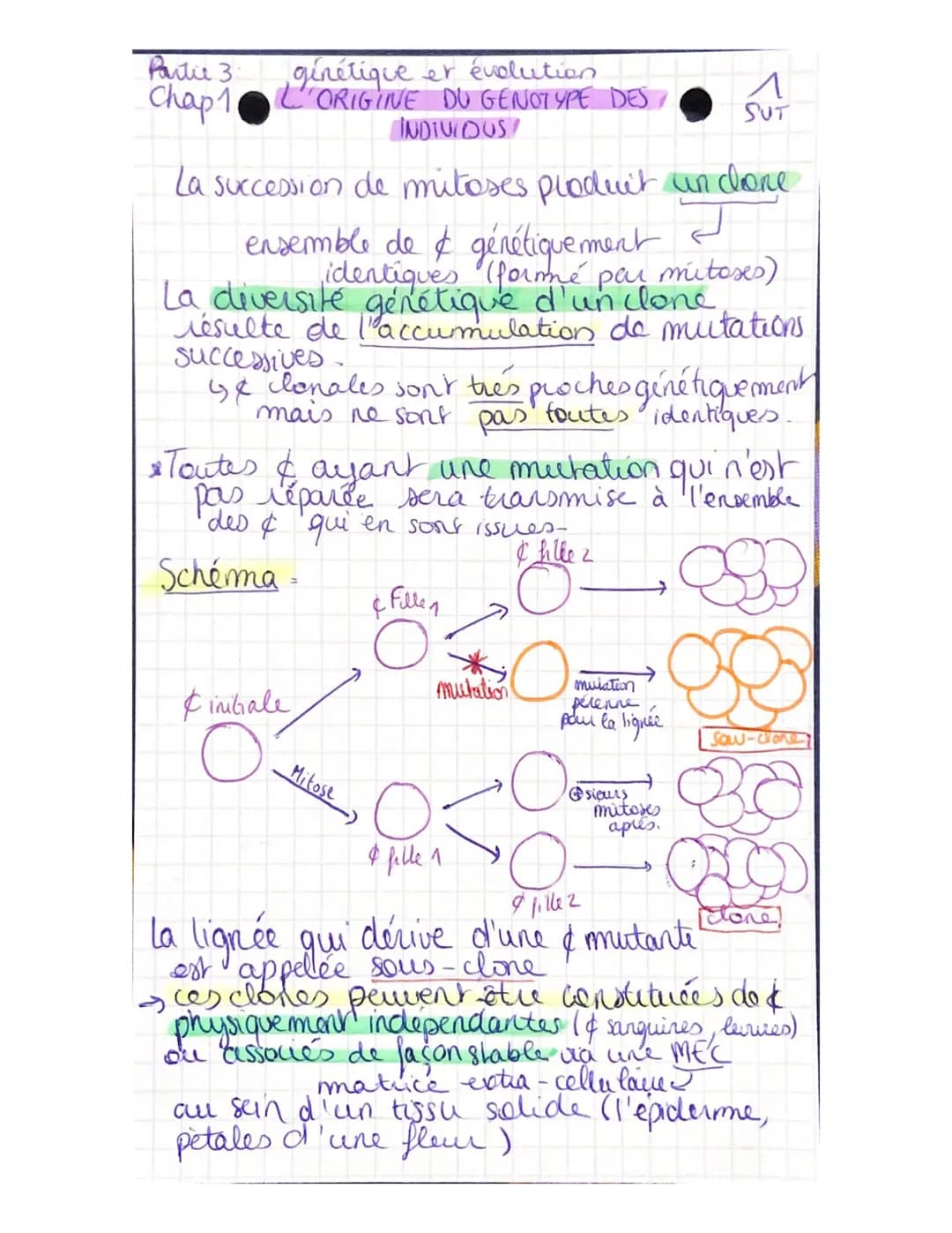 Partie 3:
Chap 1
génétique et évolution
L'ORIGINE DU GENOTYPE DES
INDIVIDUS!
La succession de mitoses produit un clone
ensemble de & génétiq