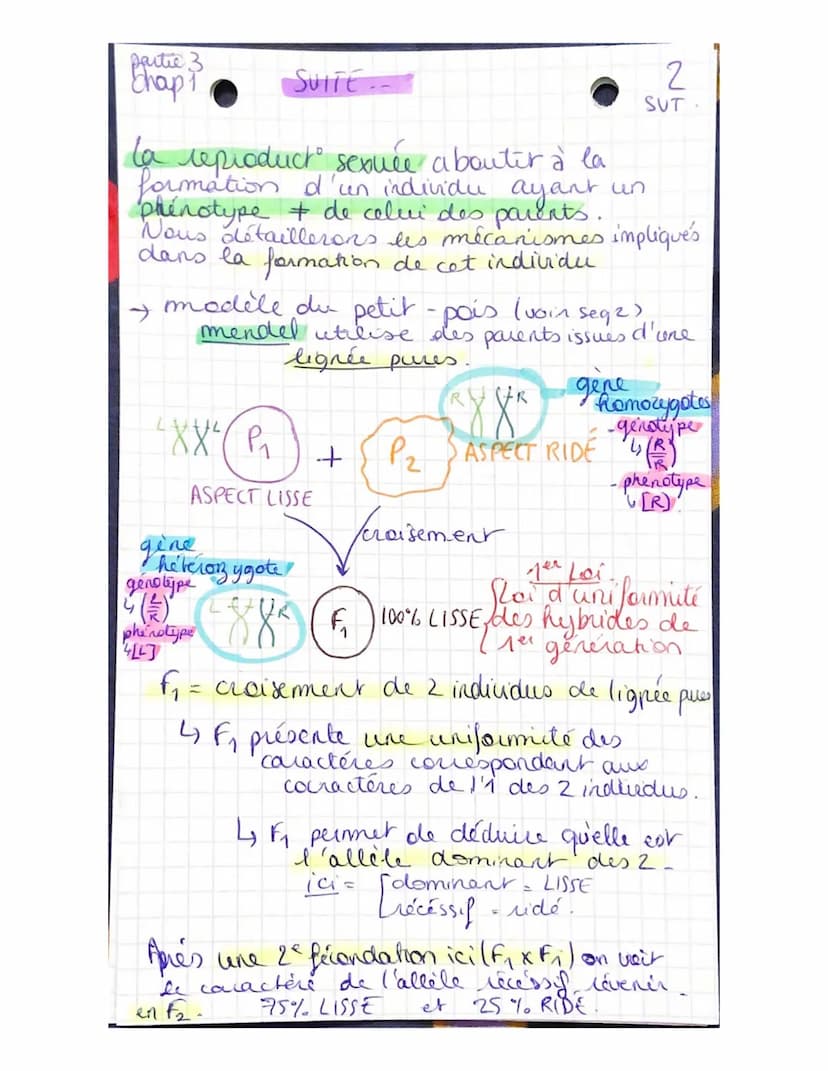 Partie 3:
Chap 1
génétique et évolution
L'ORIGINE DU GENOTYPE DES
INDIVIDUS!
La succession de mitoses produit un clone
ensemble de & génétiq