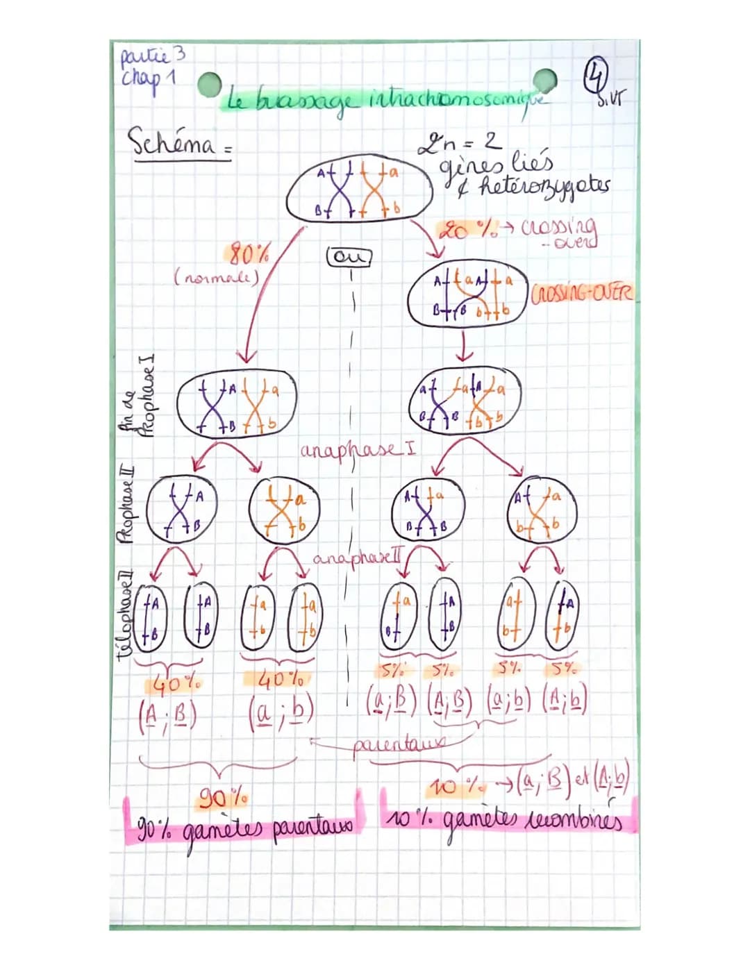 Partie 3:
Chap 1
génétique et évolution
L'ORIGINE DU GENOTYPE DES
INDIVIDUS!
La succession de mitoses produit un clone
ensemble de & génétiq