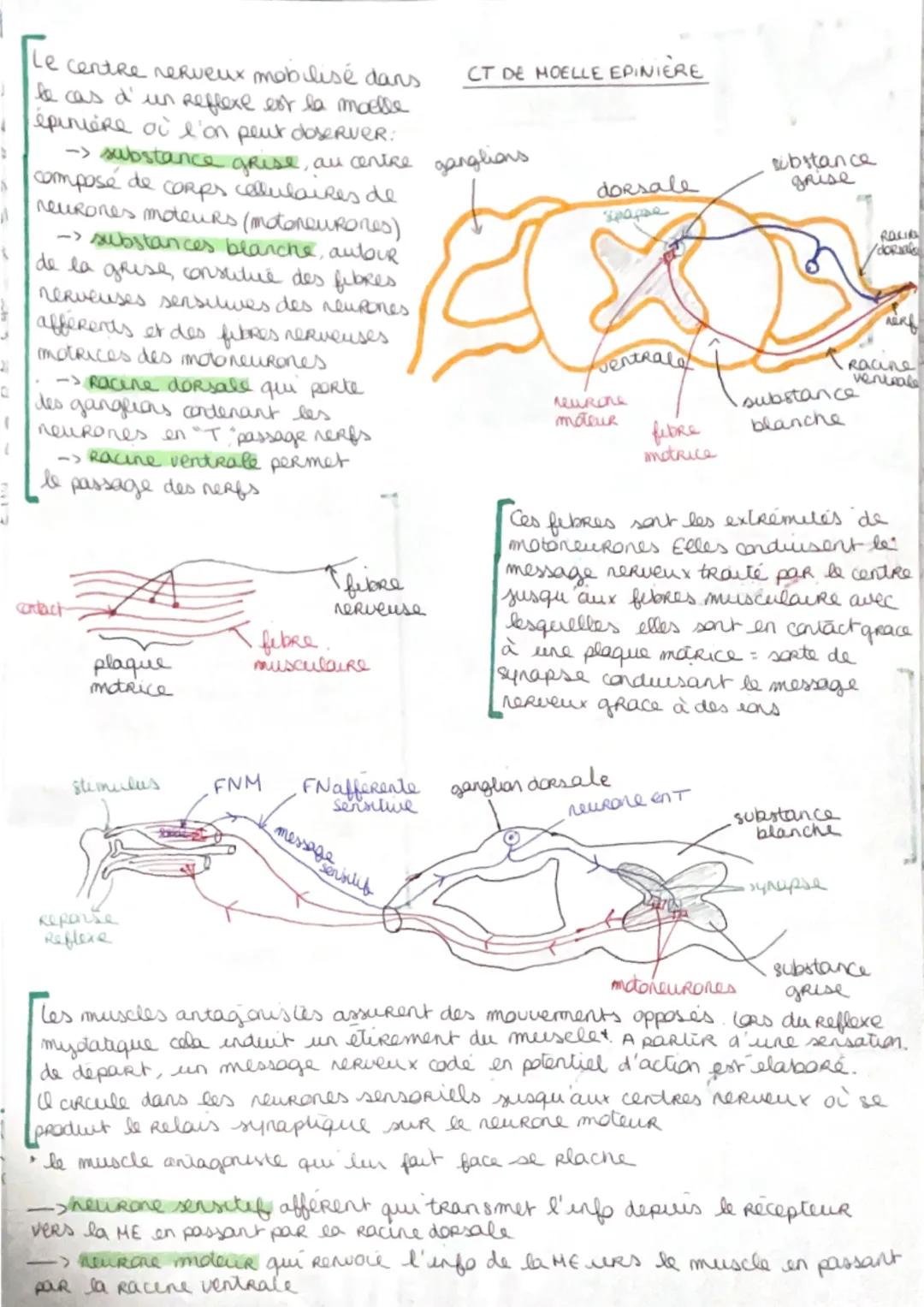 SVT:
t: Système nerveux et mouvements

Il existe des mouvements volontaires
et des mouvement's Refleres.
La commande de la contracliondu
mus