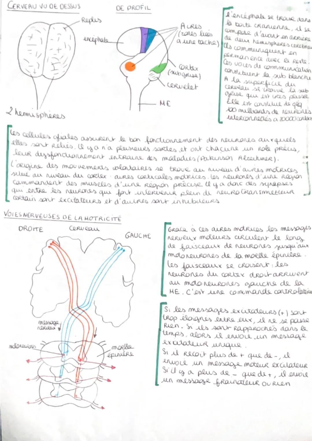SVT:
t: Système nerveux et mouvements

Il existe des mouvements volontaires
et des mouvement's Refleres.
La commande de la contracliondu
mus