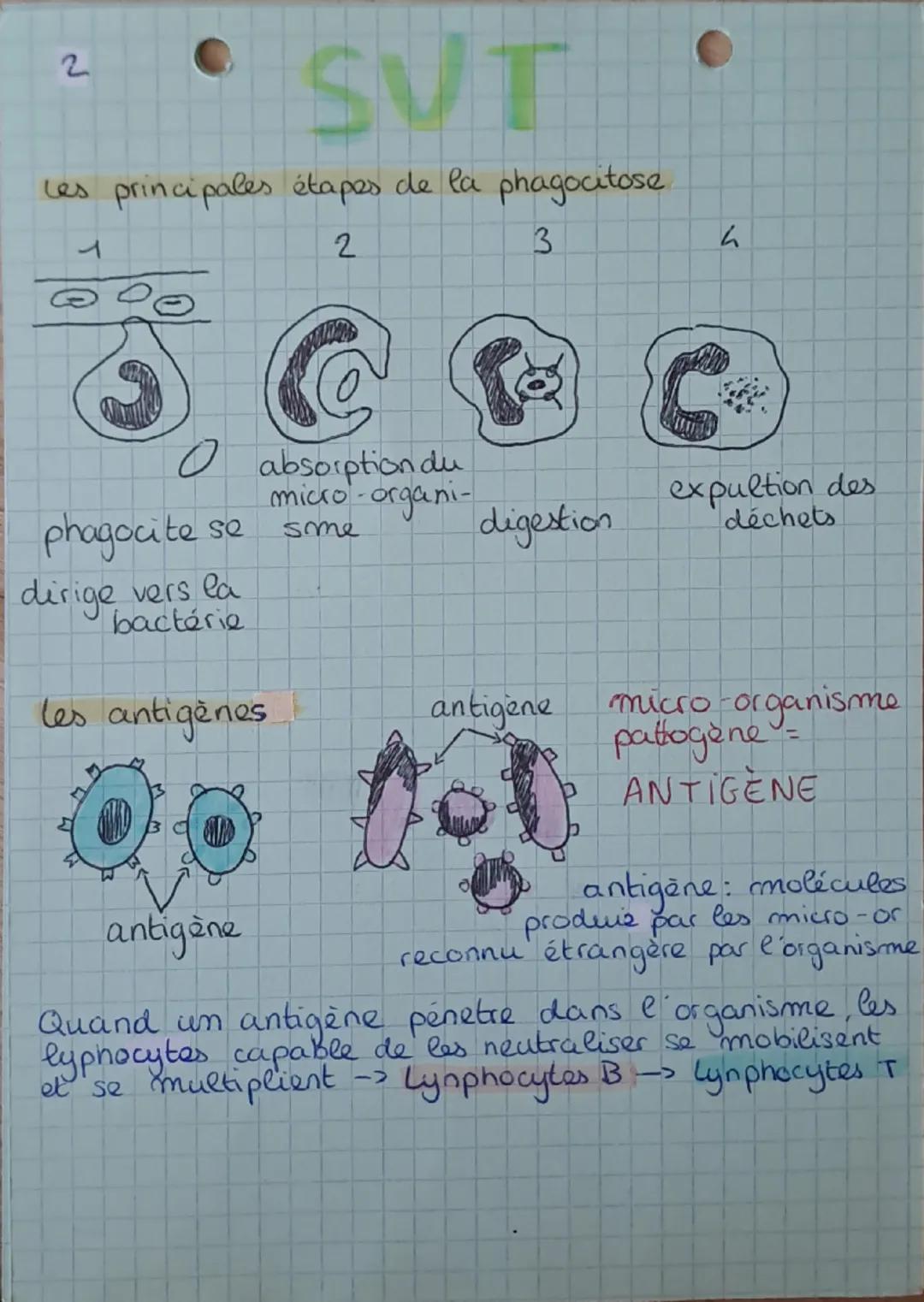 2
# SVT
Les principales étapes de la phagocitose
1
2
3
4
O absorption du
micro-organi-
phagocite se
dirige vers la
bactérie
sme
digestion
ex