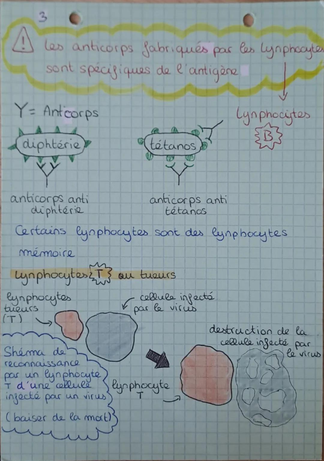 2
# SVT
Les principales étapes de la phagocitose
1
2
3
4
O absorption du
micro-organi-
phagocite se
dirige vers la
bactérie
sme
digestion
ex
