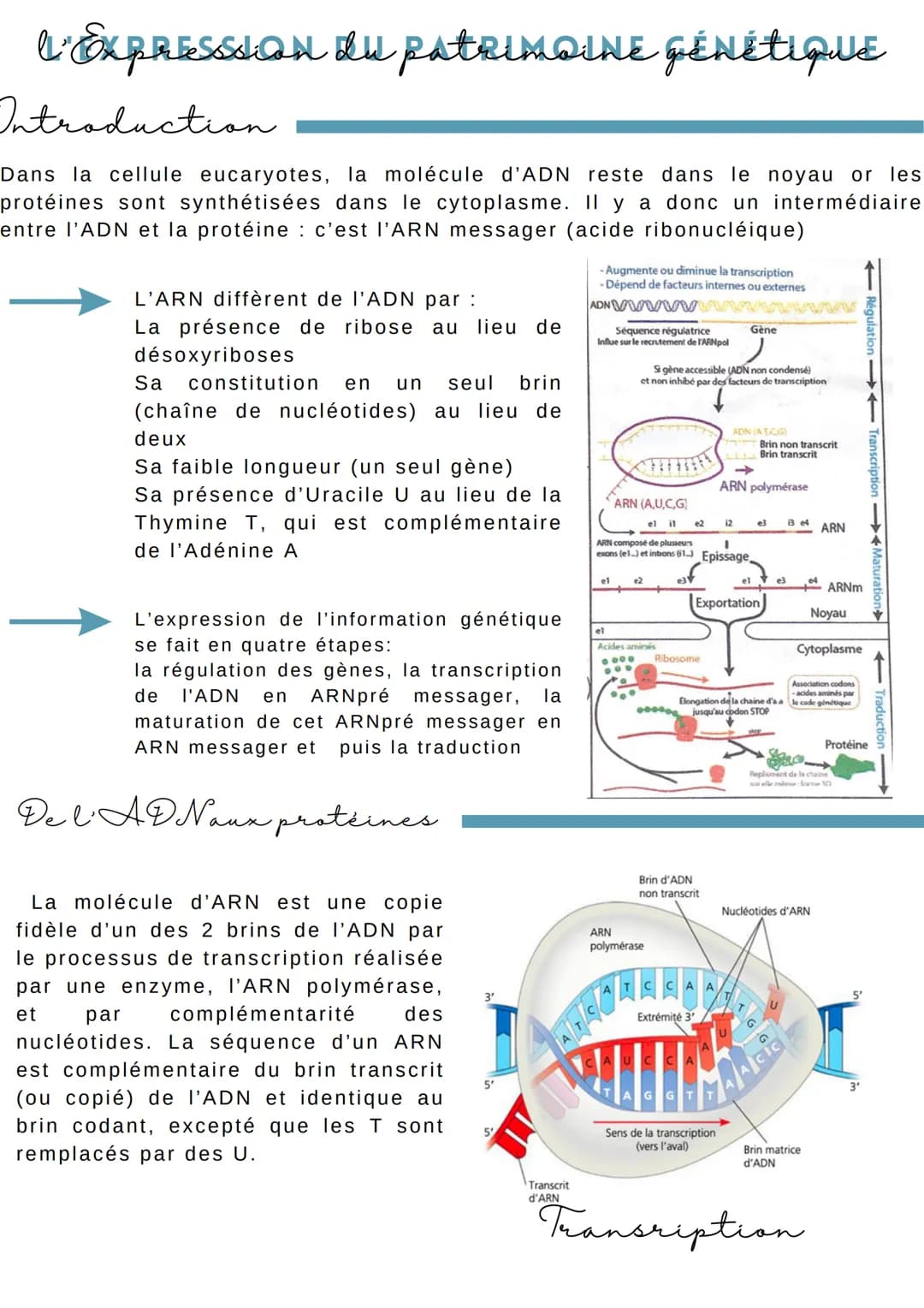 L'EXPRESSION du patrimoine Génétique
Introduction
Dans la cellule eucaryotes, la molécule d'ADN reste dans le noyau or les
protéines sont sy