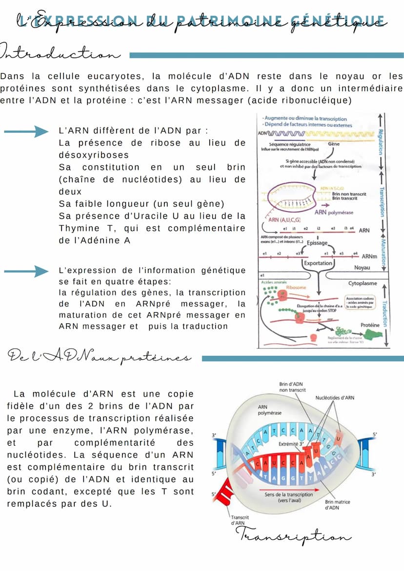 L'EXPRESSION du patrimoine Génétique
Introduction
Dans la cellule eucaryotes, la molécule d'ADN reste dans le noyau or les
protéines sont sy
