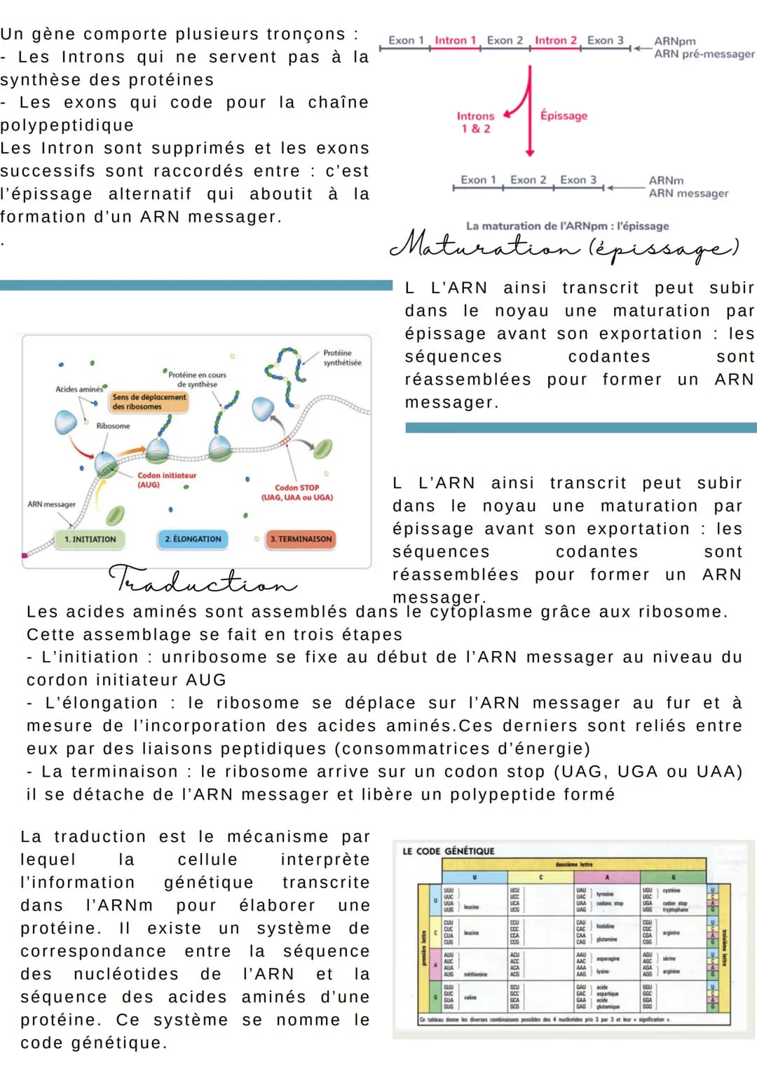 L'EXPRESSION du patrimoine Génétique
Introduction
Dans la cellule eucaryotes, la molécule d'ADN reste dans le noyau or les
protéines sont sy