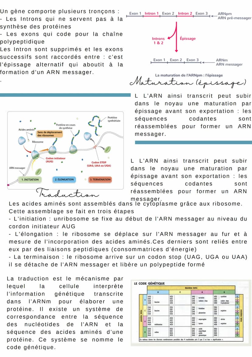 L'EXPRESSION du patrimoine Génétique
Introduction
Dans la cellule eucaryotes, la molécule d'ADN reste dans le noyau or les
protéines sont sy