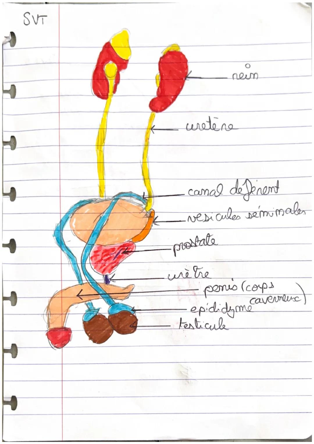 SVT
uretère
rein
canal deférent
-vesicules sémimales
prostate
urètre
penis (comparenc)
epididyme cavernenc
testicule SVT

lèvres

petite
lau