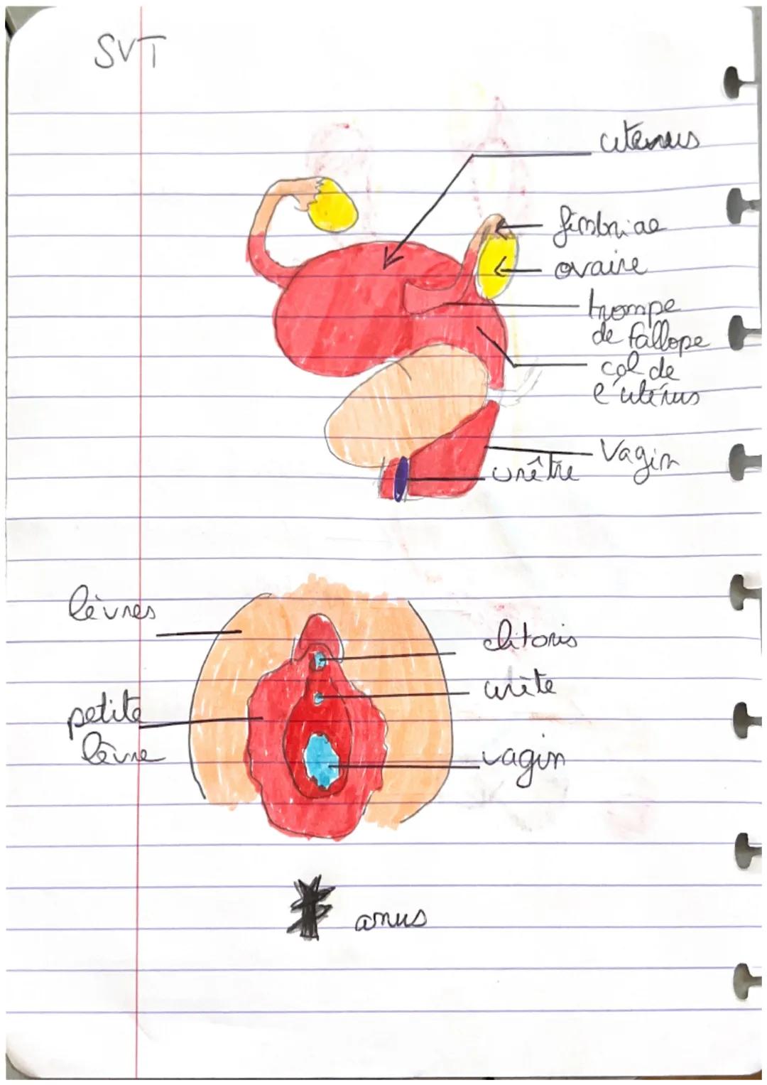 SVT
uretère
rein
canal deférent
-vesicules sémimales
prostate
urètre
penis (comparenc)
epididyme cavernenc
testicule SVT

lèvres

petite
lau